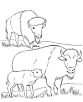 Buffalo coloring page