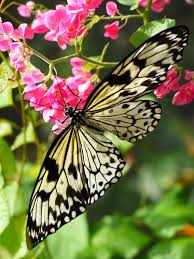 Image result for Papilionoidea