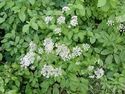 Attēlu rezultāti vaicājumam “Chaerophyllum aromaticum”