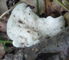 Attēlu rezultāti vaicājumam “Postia tephroleucus”