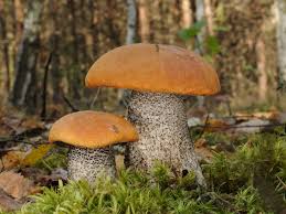 Attēlu rezultāti vaicājumam “Leccinum versipelle”