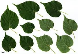 Attēlu rezultāti vaicājumam “Tilia amurensis”