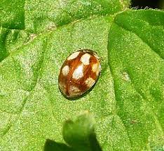 Attēlu rezultāti vaicājumam “Adalia decempunctata”