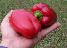 Afbeeldingsresultaat voor california wonder 300 sweet pepper