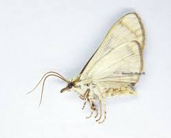 Attēlu rezultāti vaicājumam “Crambidae”