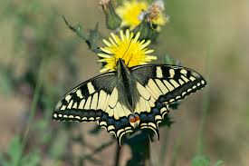 Attēlu rezultāti vaicājumam “Papilio machaon underside”