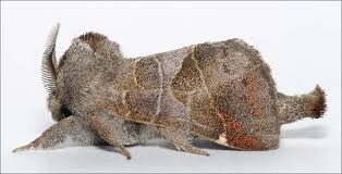 Attēlu rezultāti vaicājumam “Clostera pigra”