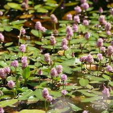 Attēlu rezultāti vaicājumam “Polygonum amphibium leaf”