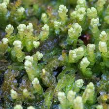 Attēlu rezultāti vaicājumam “Odontoschisma denudatum”