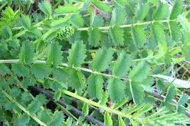 Image result for Sanguisorba minor