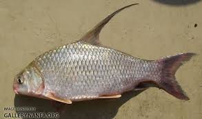 Image result for Carpiodes velifer