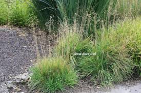 Attēlu rezultāti vaicājumam “Briza media”