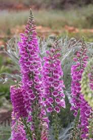 Attēlu rezultāti vaicājumam “Digitalis purpurea flower”