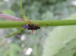 Attēlu rezultāti vaicājumam “Closterotomus biclavatus”