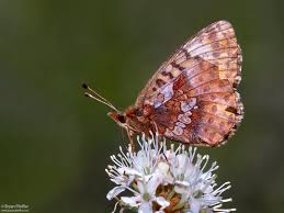 Attēlu rezultāti vaicājumam “Boloria eunomia underside”