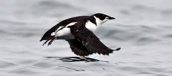 Image result for Brachyramphus perdix