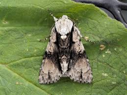 Attēlu rezultāti vaicājumam “Acronicta alni”