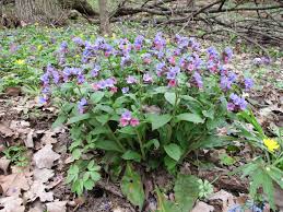 Attēlu rezultāti vaicājumam “Pulmonaria obscura”