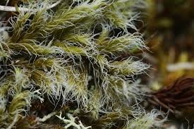 Attēlu rezultāti vaicājumam “Racomitrium canescens”