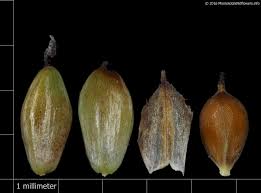 Attēlu rezultāti vaicājumam “Carex pallescens”