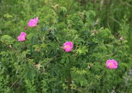 Attēlu rezultāti vaicājumam “Rosa majalis”