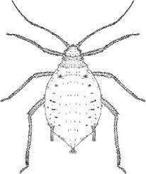 Attēlu rezultāti vaicājumam “Rhopalosiphum oxyacanthae”