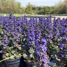 Image result for Ajuga reptans