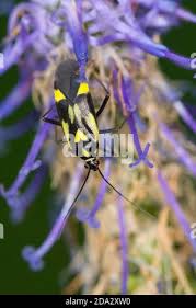 Attēlu rezultāti vaicājumam “Grypocoris sexguttatus”