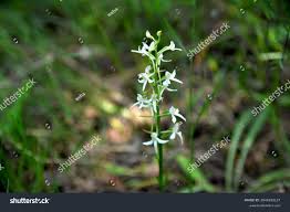 Attēlu rezultāti vaicājumam “Platanthera bifolia leaf”