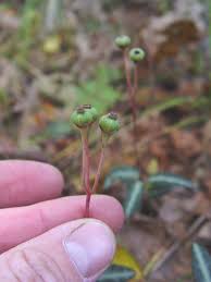 Attēlu rezultāti vaicājumam “Chimaphila umbellata fruit”