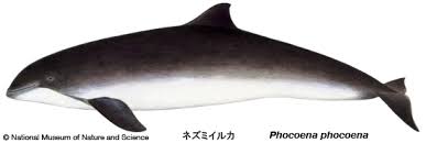 Image result for Phocoena phocoena