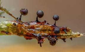 Attēlu rezultāti vaicājumam “Lamproderma violaceum”