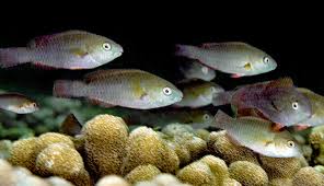 Image result for Scarus psittacus