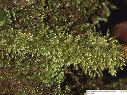 Attēlu rezultāti vaicājumam “Taxiphyllum wissgrillii”