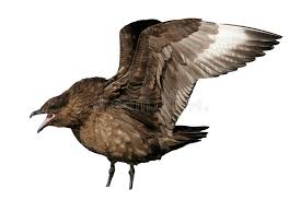 Image result for Stercorarius skua