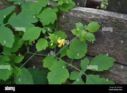 Attēlu rezultāti vaicājumam “Chelidonium majus leaf”