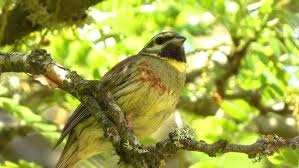 Image result for Emberiza cirlus