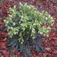 Image result for Helleborus foetidus