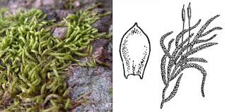 Attēlu rezultāti vaicājumam “Pterigynandrum filiforme”