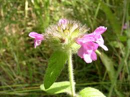 Attēlu rezultāti vaicājumam “Clinopodium vulgare leaf”