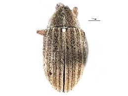 Attēlu rezultāti vaicājumam “Anthonomus phyllocola”