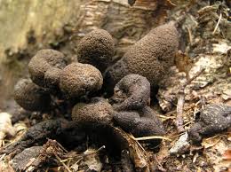 Attēlu rezultāti vaicājumam “Xylaria polymorpha”