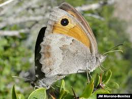 Attēlu rezultāti vaicājumam “Hyponephele lycaon male”