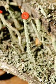 Attēlu rezultāti vaicājumam “Cladonia floerkeana”