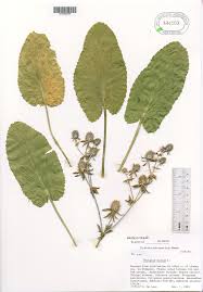 Attēlu rezultāti vaicājumam “Eryngium planum fruit”