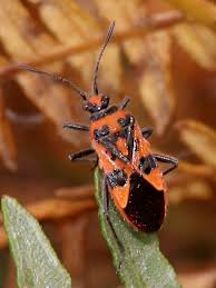 Attēlu rezultāti vaicājumam “Corizus hyoscyami”