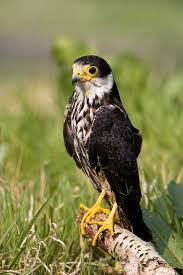 Attēlu rezultāti vaicājumam “Falco subbuteo adult”