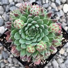 Attēlu rezultāti vaicājumam “Jovibarba globifera bud”