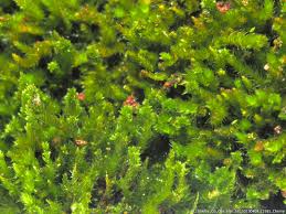 Attēlu rezultāti vaicājumam “Didymodon rigidulus sporophyte”