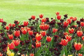 Attēlu rezultāti vaicājumam “Tulipa gesneriana”